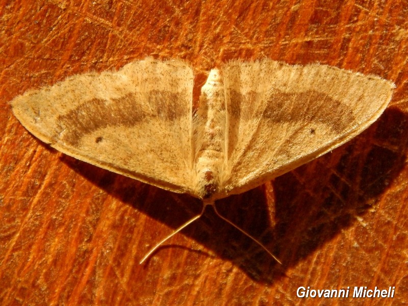 Geometridae da determinare - Idaea aversata